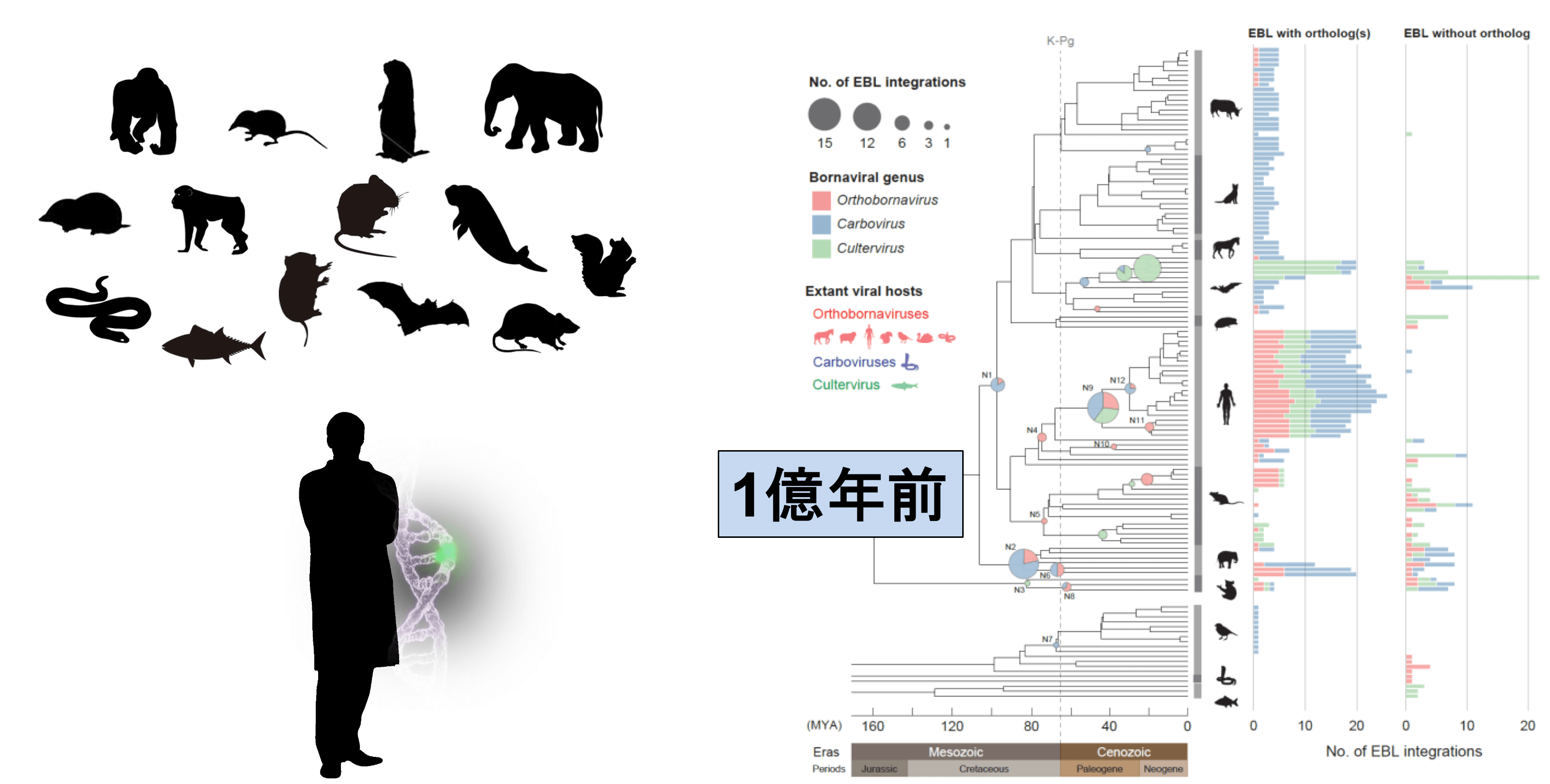 ウイルスと生命の共進化解明